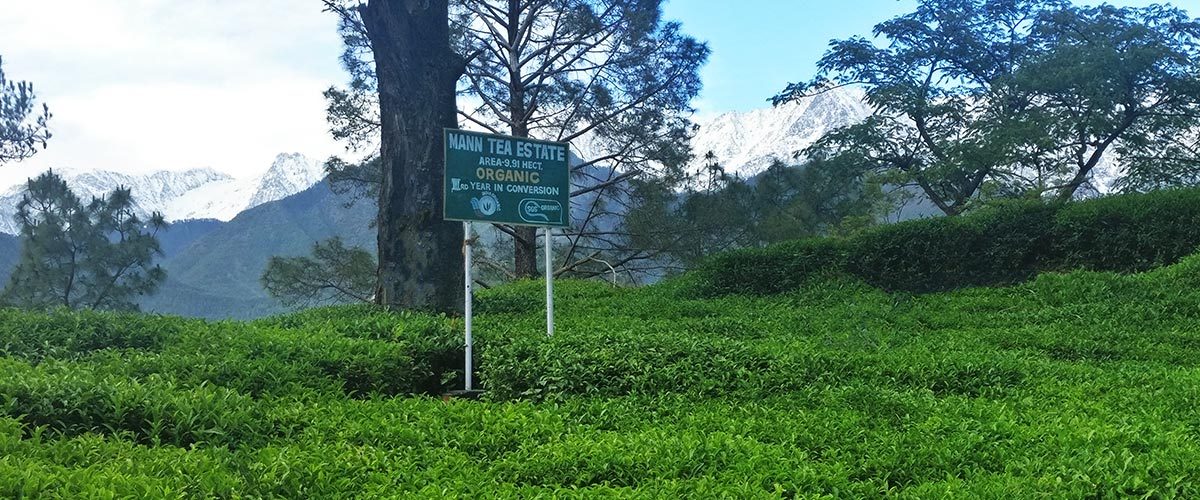 In Kangra, for a tour of the tea gardens