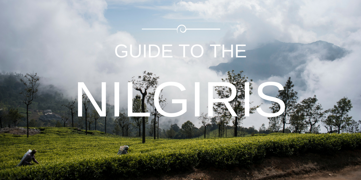 The Beginner’s Guide to Winter Flush Teas from the Nilgiris
