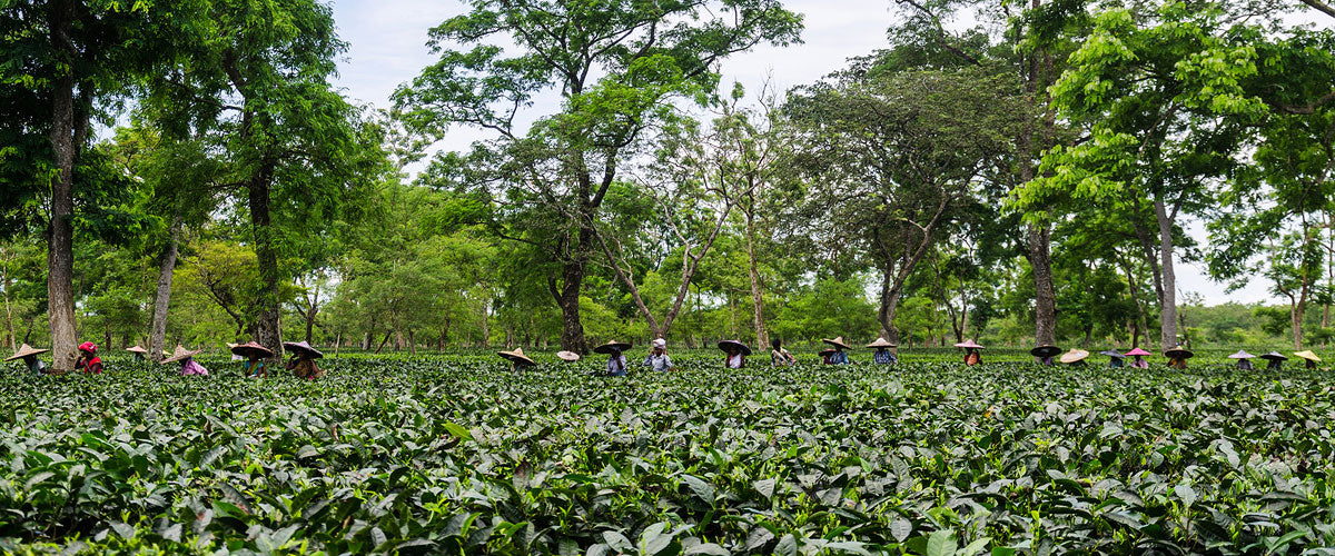 Assam Diaries: A tour of Halmari