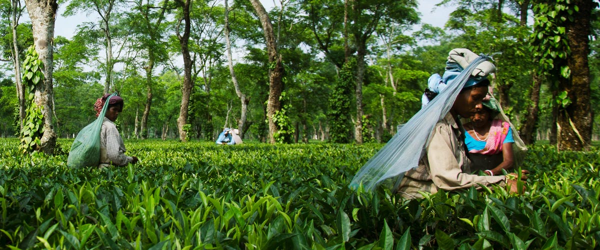 Of tea, wildlife and stories of yore from Assam