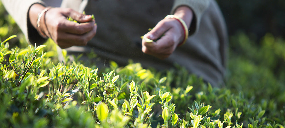 Organic Farming