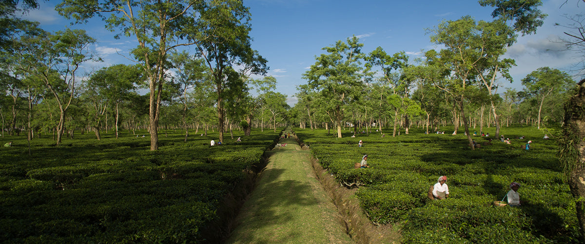 Assam Diaries: The Jalans at Chota Tingrai