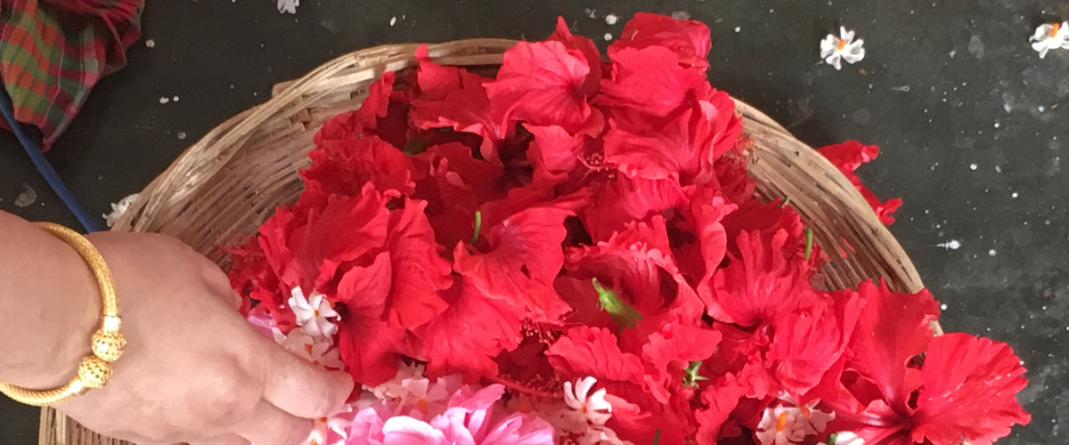 Madam Superintendent and Durga Puja in a Tea Garden