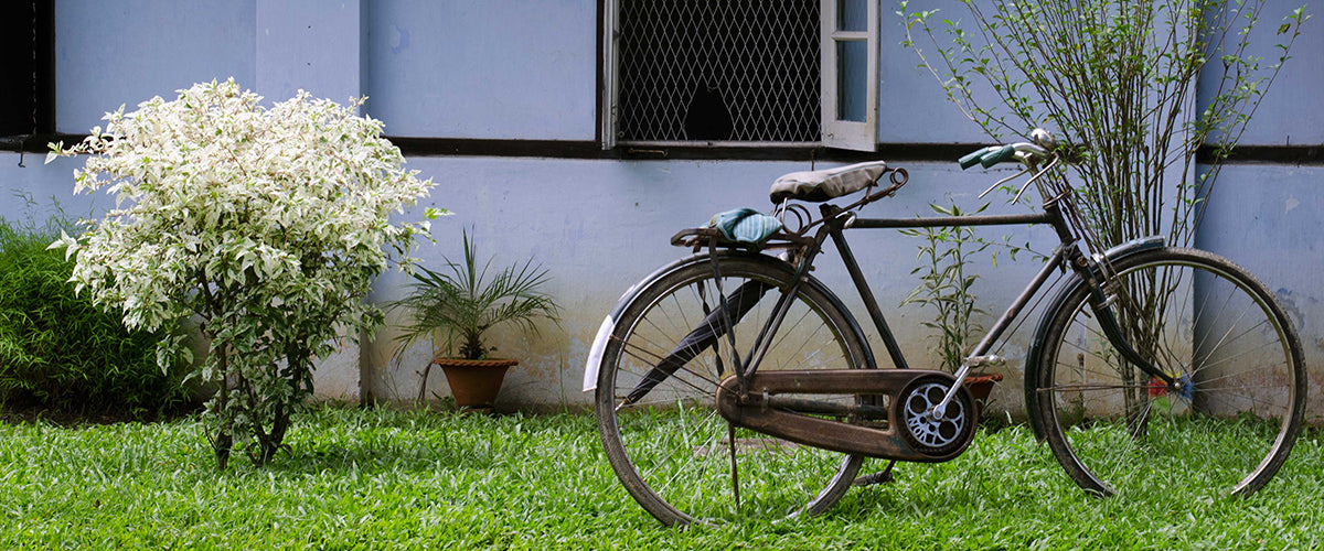 A tour of the Tocklai Tea Research Institute