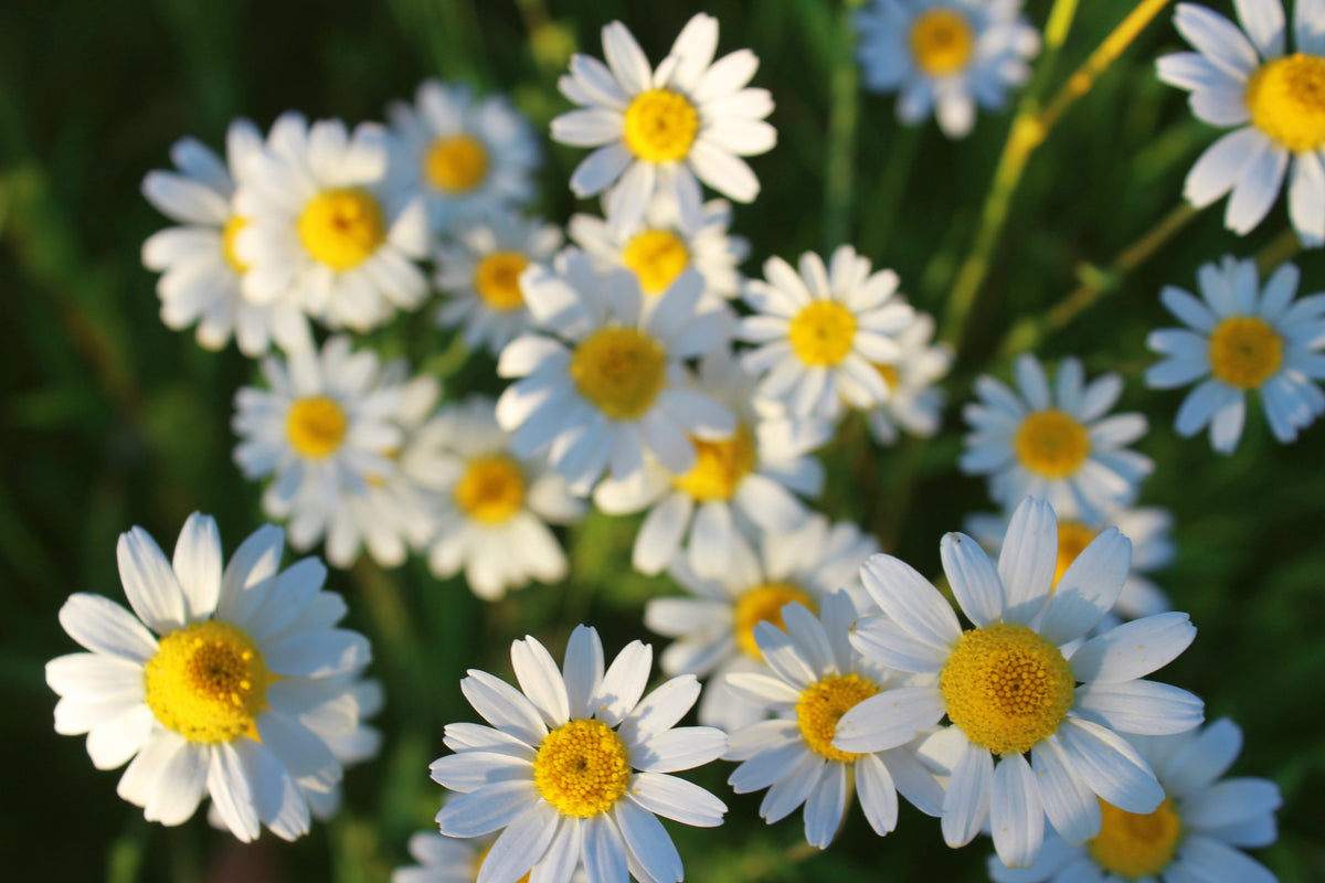 A Healing Cup of Chamomile