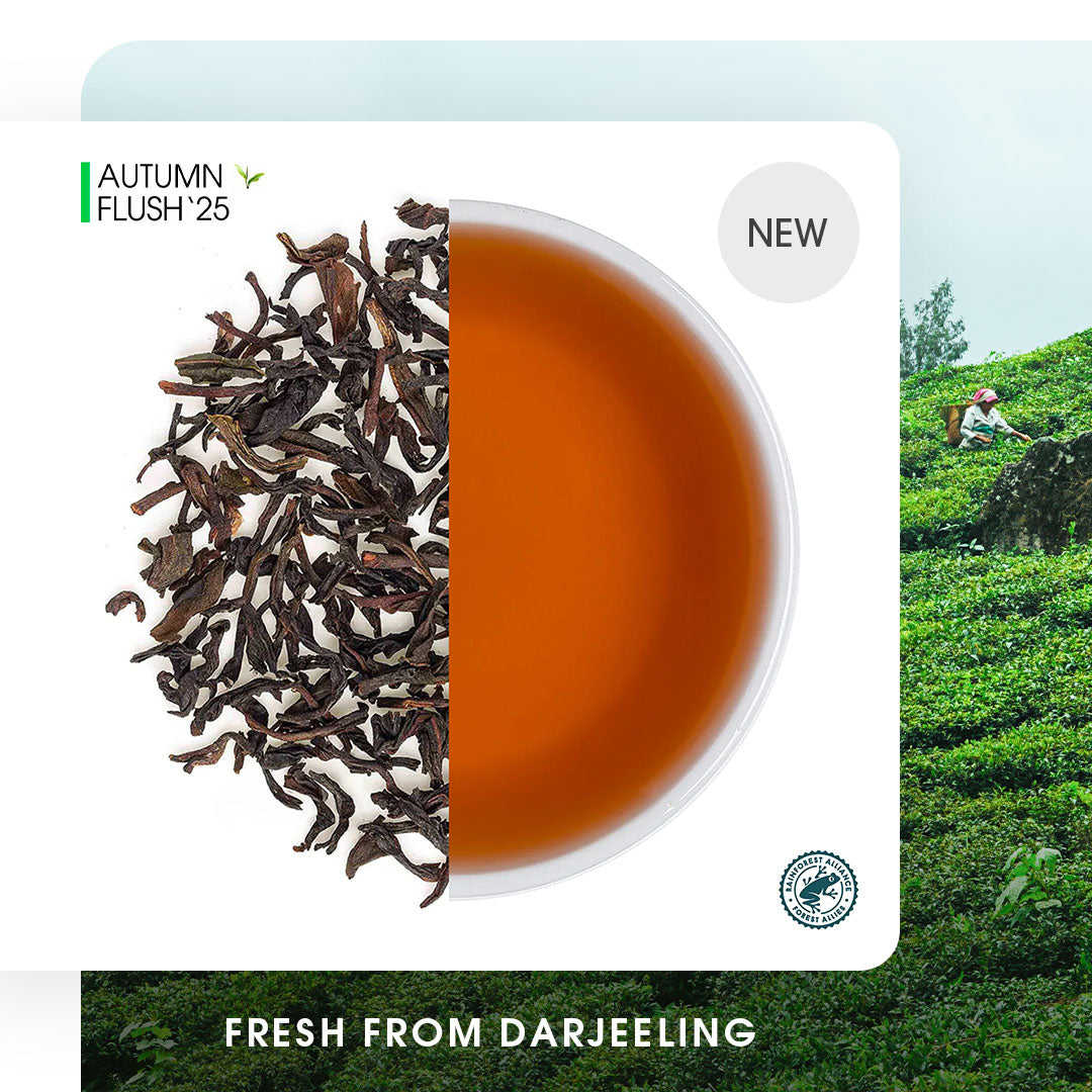 Darjeeling Jungpana Autumn Chinary Black