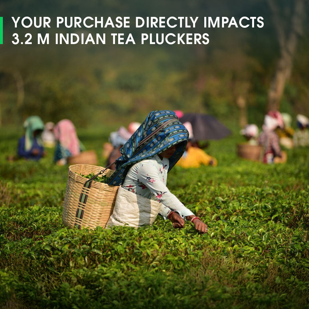 Assam Chota Tingrai Summer Black