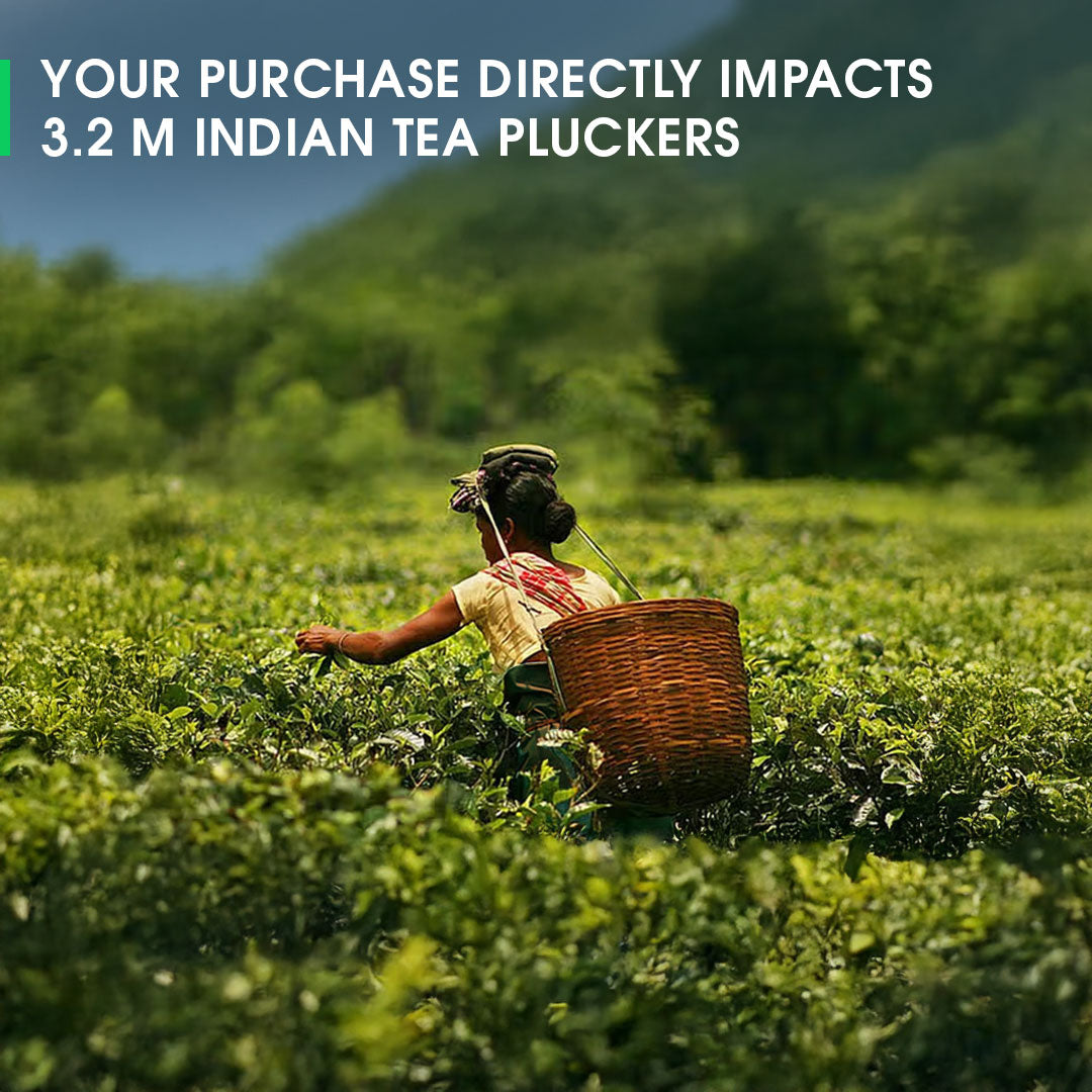 Assam Koilamari Summer Black