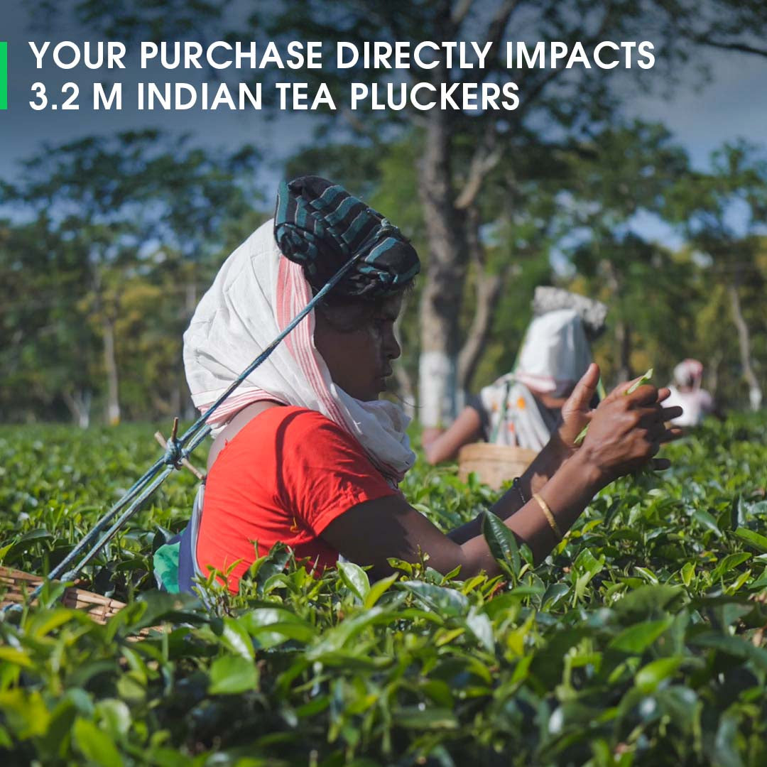 Assam Singlijan Summer Black