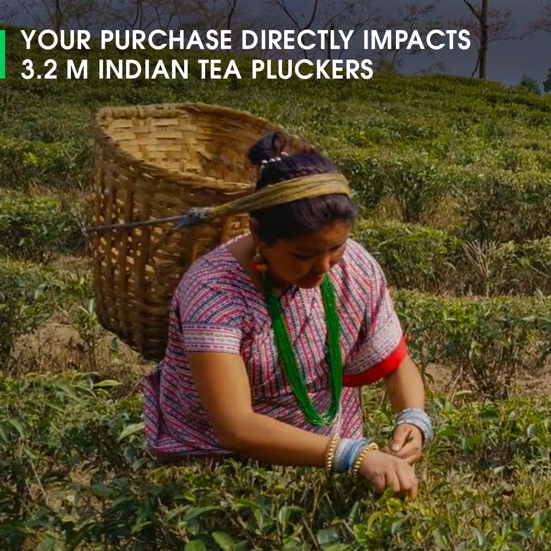 Darjeeling Exotic Moonlight White