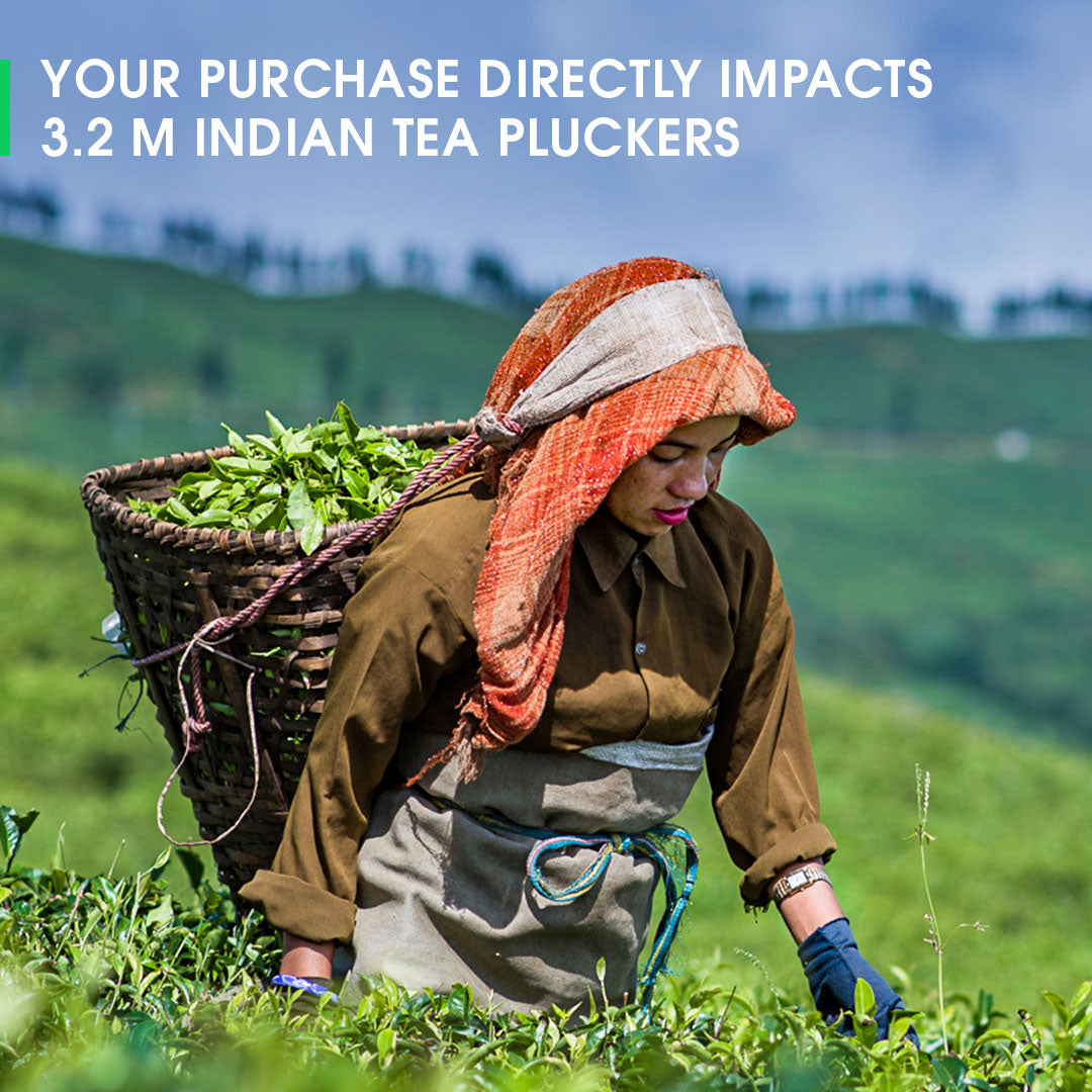 Darjeeling Glenburn Spring Moonshine Oolong