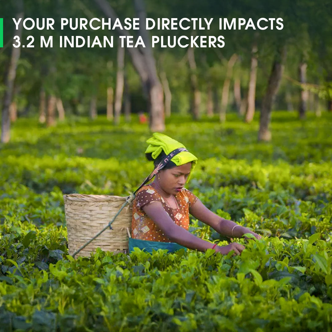 Darjeeling Makaibari Summer Clonal Black