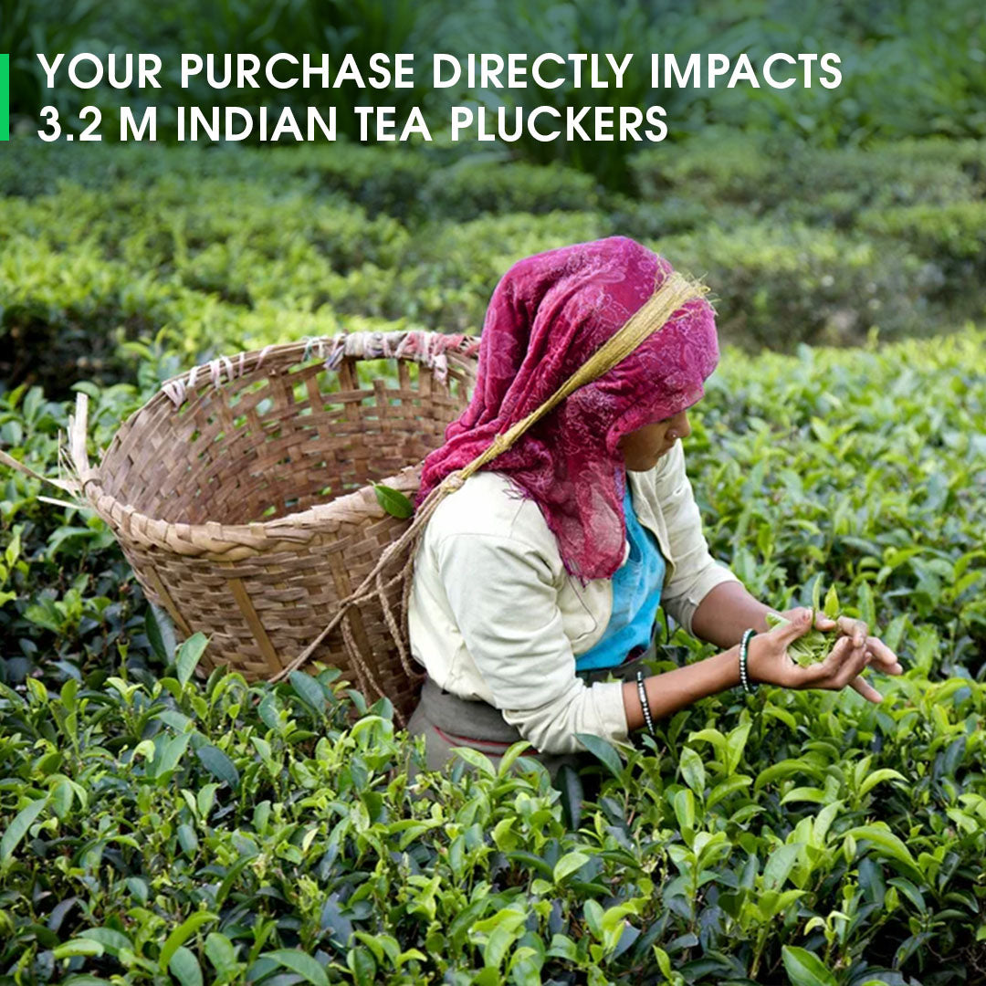 Darjeeling Sungma Summer Muscatel Black