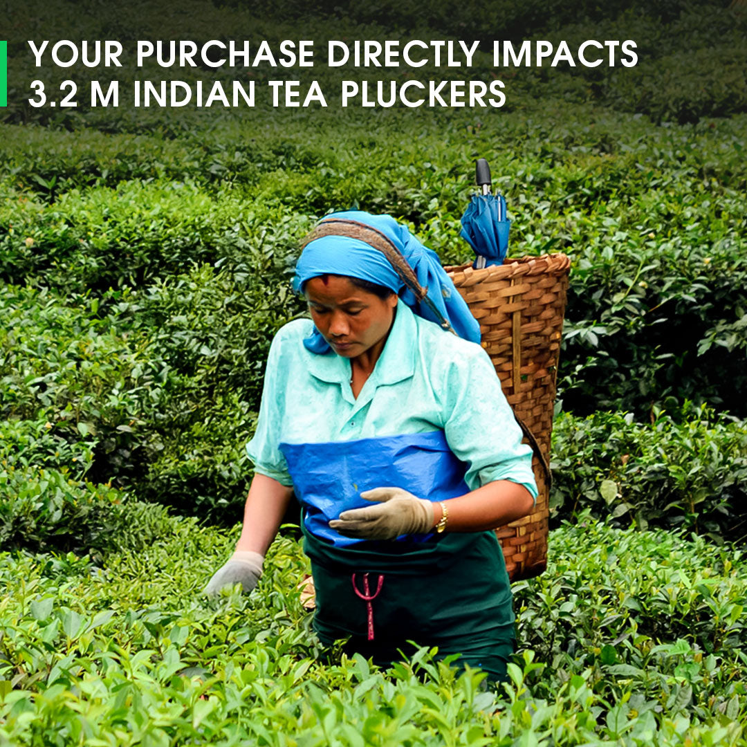 Darjeeling Upper Namring Spring Clonal Black (Signature Series)