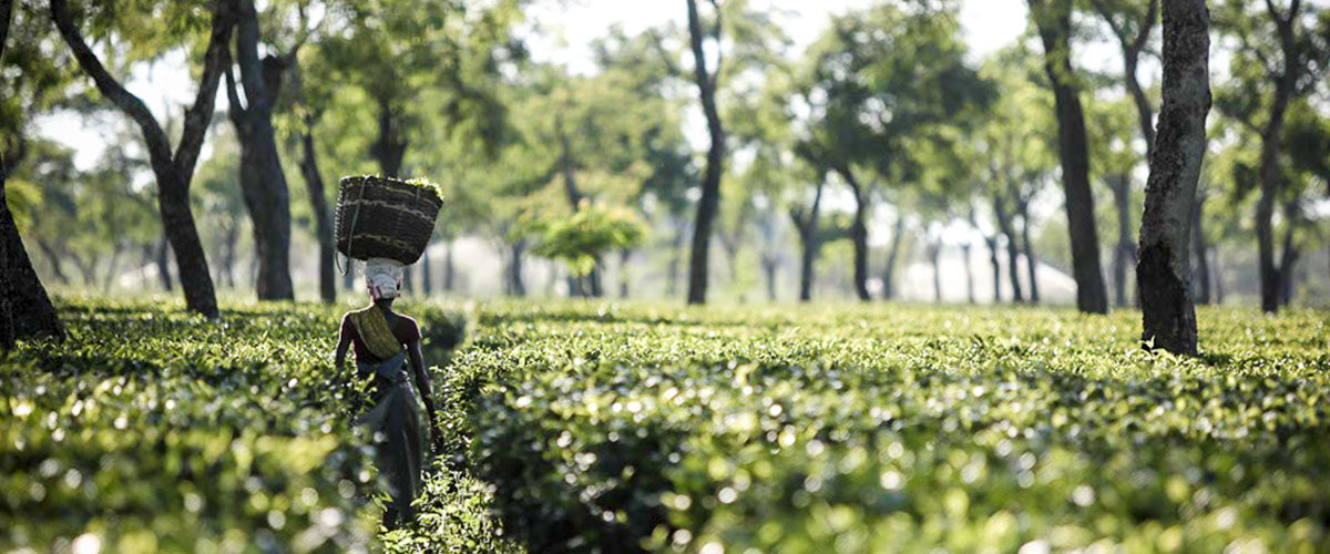 A Beginner’s Guide to Assam Teas