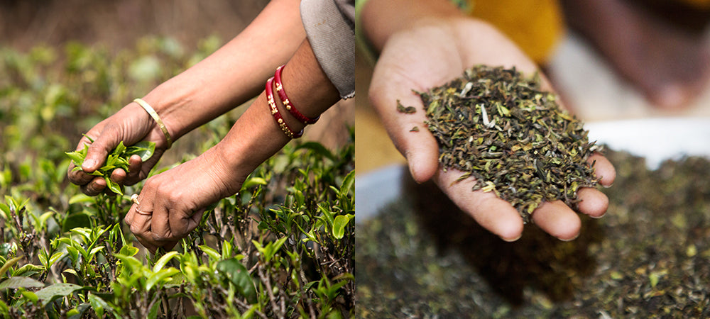 How is tea made?