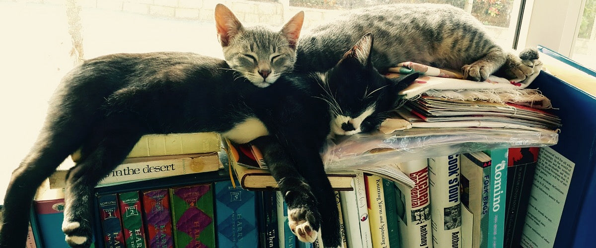 Socks and Pepper at their home in Coonoor.