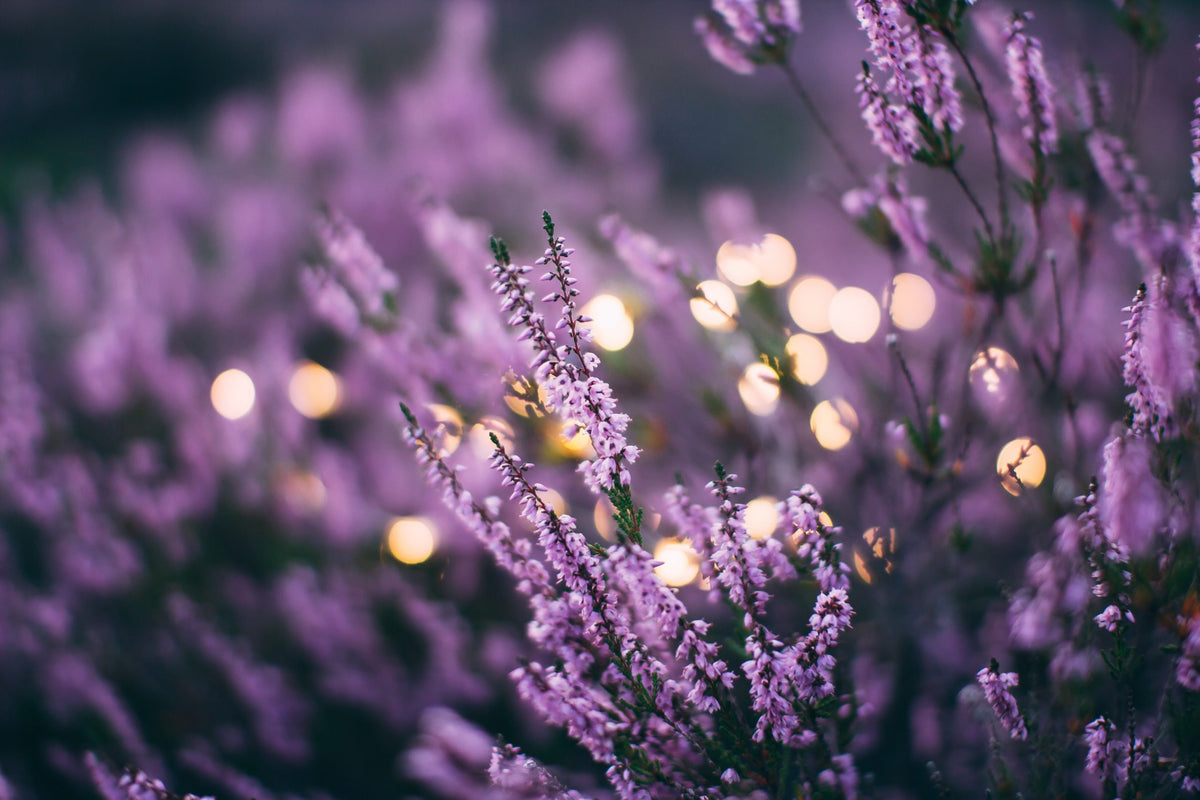 The Many Uses of Lavender