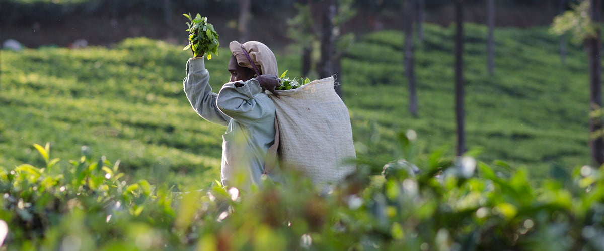 a worker at Craigmore estates