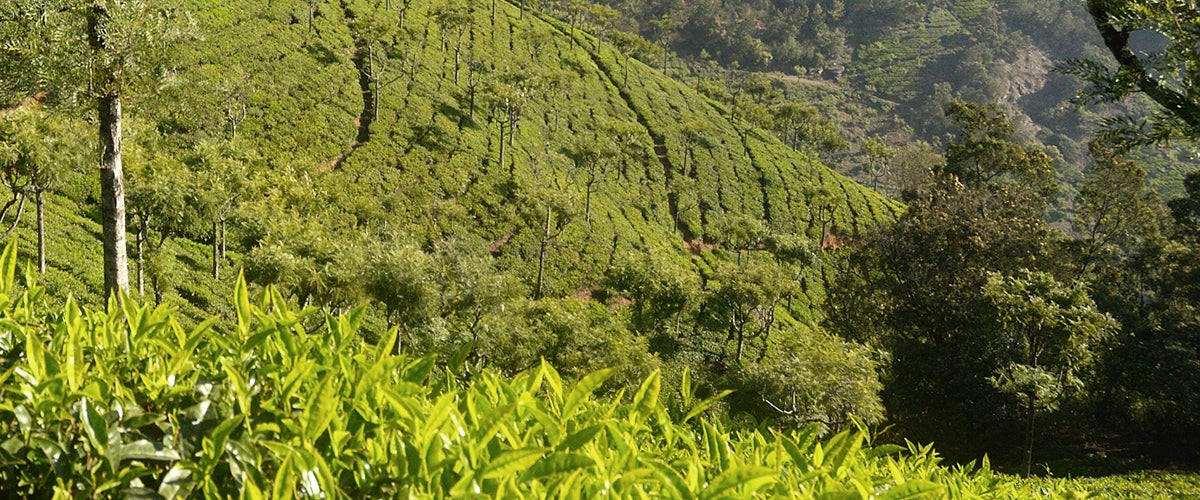 Memories of tea and conversation