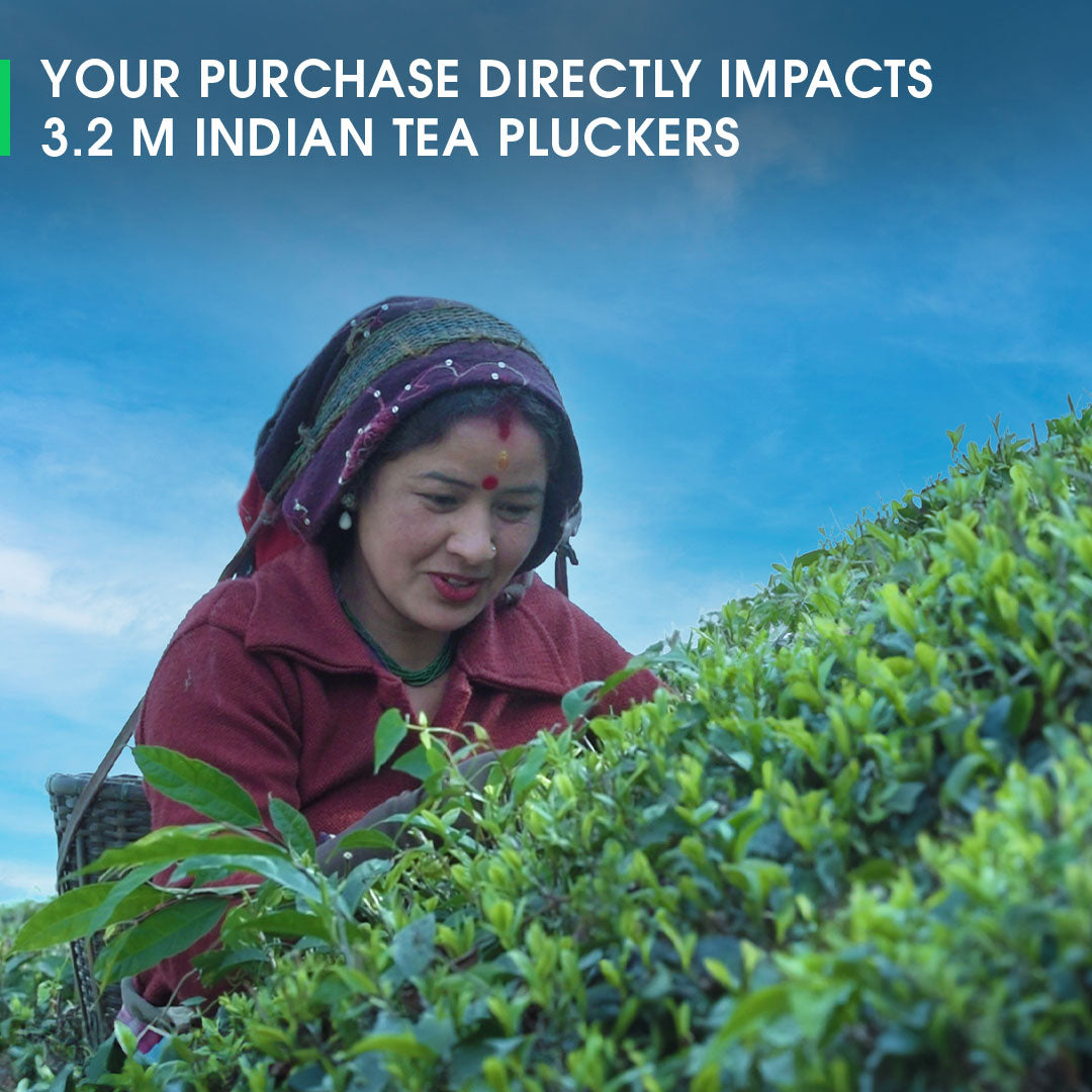 Buy 2024 Darjeeling Castleton Summer Muscatel Black Tea Online | Teabox