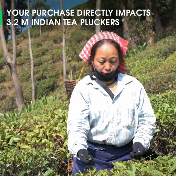 Buy 2025 Darjeeling Giddapahar Spring Chinary Black Tea Online | Teabox