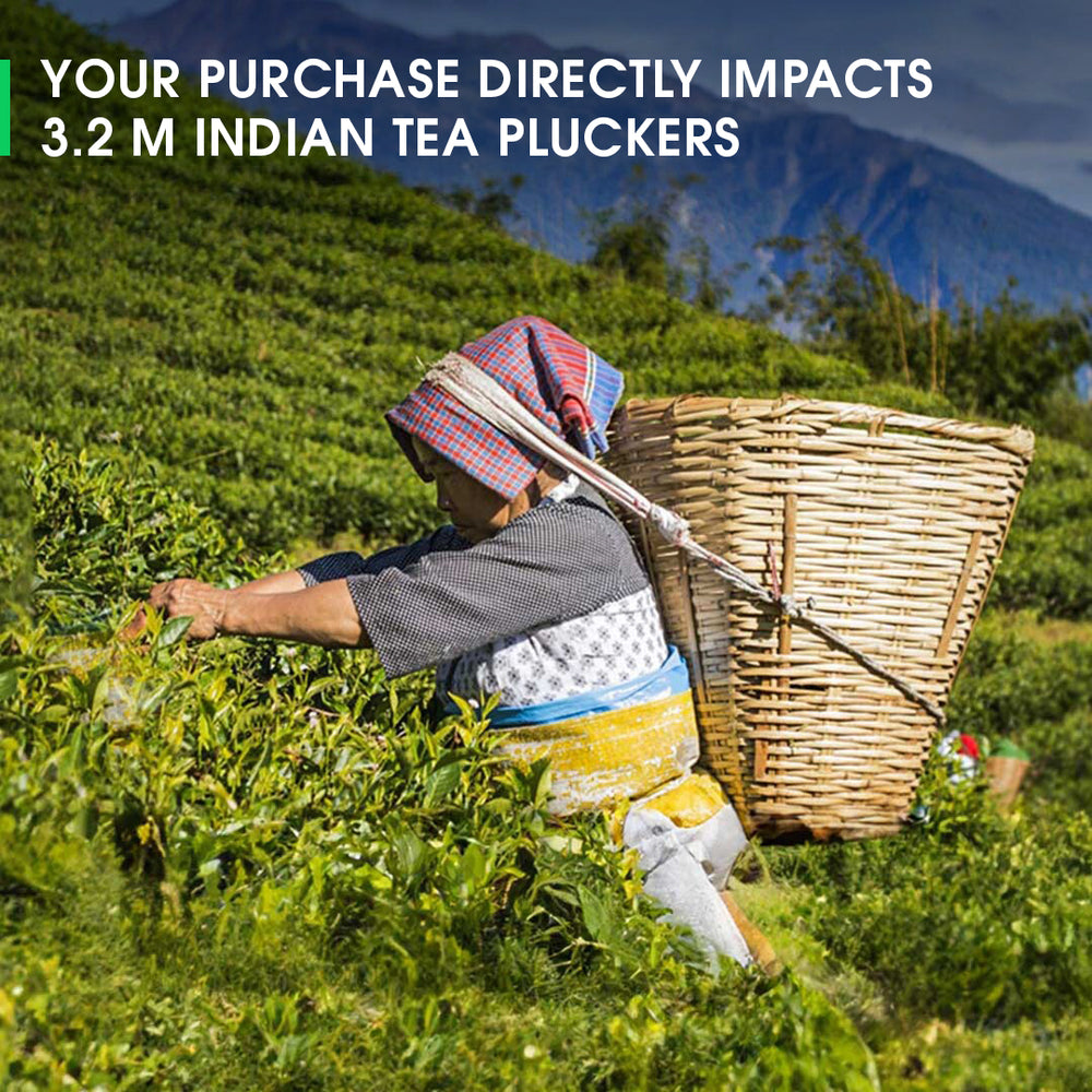 Buy 2026 Darjeeling Jungpana Spring Chinary Black Tea Online | Teabox