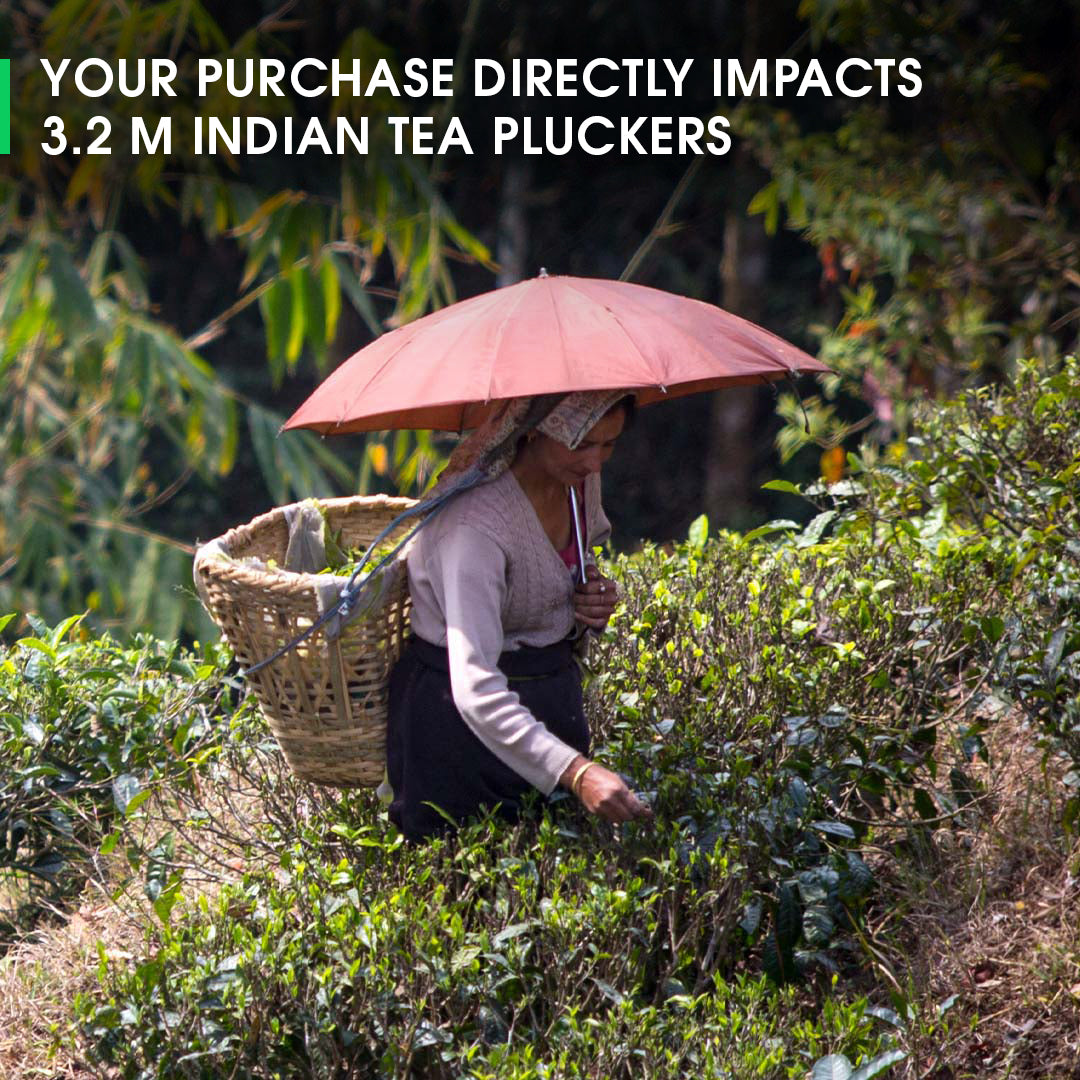 Darjeeling Margaret's Hope Spring Moonlight White