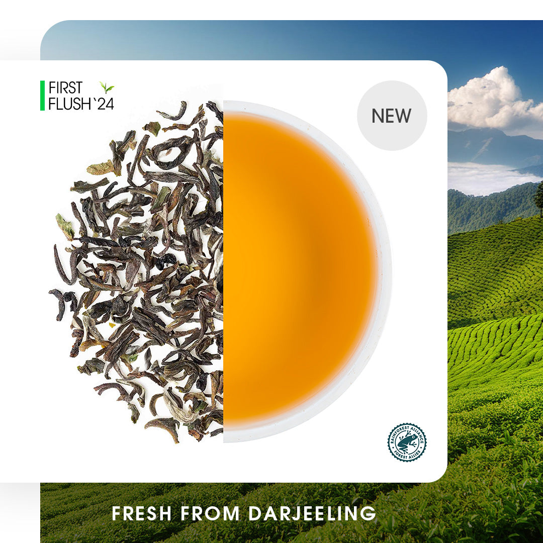 Buy Darjeeling Tea Online | 2024 Harvest | Teabox